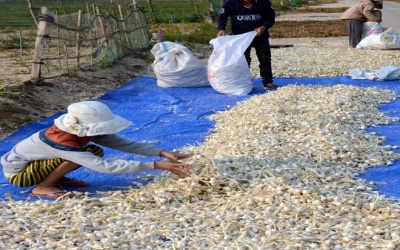 Quy trình biến tỏi thành thuốc quý