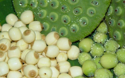 Hạt sen tốt cho ăn kiêng