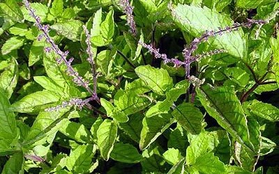 Uống nhân trần: Tham là chết