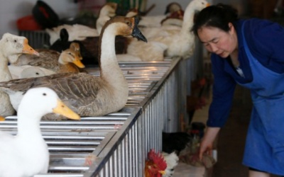 Ghi nhận ca tử vong đầu tiên vì cúm H5N6