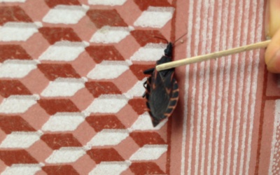 Bọ xít hút máu người  xuất hiện tại Bắc Ninh?