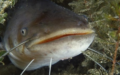 Bong bóng cá, thuốc quý bị bỏ qua?