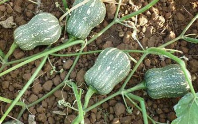 Giải nhiệt với mầm bí, măng luộc chấm mắm rò