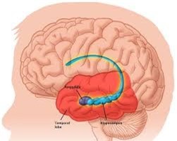 Não của người trầm cảm có cấu tạo sai lệch