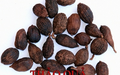 Những bài thuốc hay chữa bệnh mùa nắng nóng