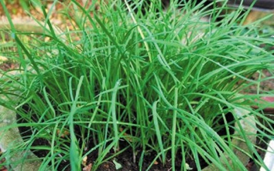 Cây hẹ chữa táo bón