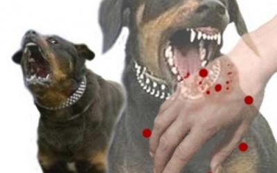 Nghe lời “thầy lang”, chết oan vì dại