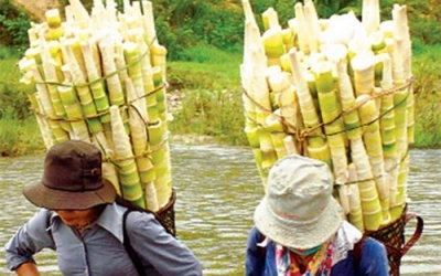 Măng tre nhiều lợi ích cho sức khỏe