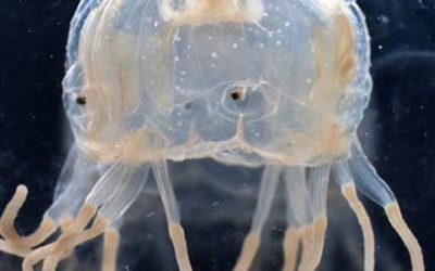 Cảnh báo ngộ độc sứa biển trong mùa hè