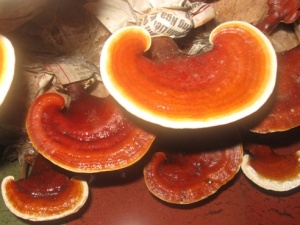 Nấm Linh Chi có thể điều trị ung thư và AIDS?