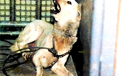 Hà Nội: 2 trường hợp tử vong do chó dại cắn