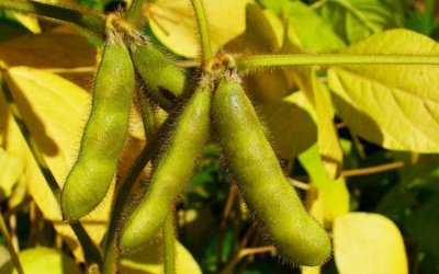 Siêu đậu tương giải quyết khủng hoảng lương thực toàn cầu