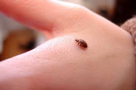 Chớ coi thường vết cắn nhỏ của côn trùng