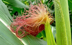 Bài thuốc chữa bệnh lở ngứa