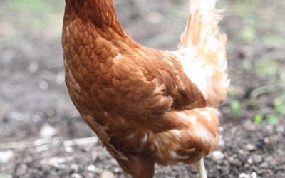 Gà có thể trị điếc?