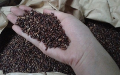 Thực hư chuyện gạo “siêu” tác dụng chữa được ung thư?