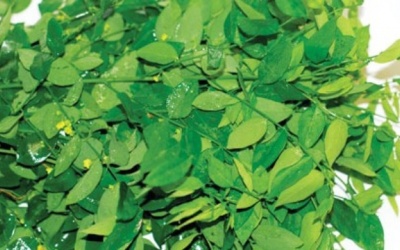 3 tác hại không ngờ của rau ngót cho sức khỏe của bạn