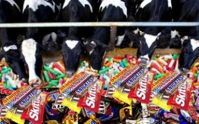 Nuôi bò bằng... kẹo: Sữa béo, thịt mập