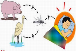 Mùa hè: Nguy cơ viêm não Nhật bản B