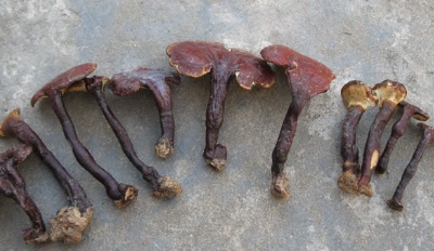 Nhắc nhở quảng cáo về nấm lim xanh sai thực tế