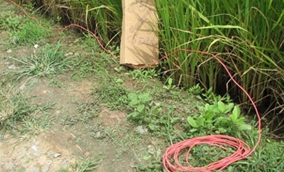 Bẫy chuột, chết người