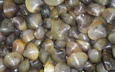 Cá, trai, ốc, hến... từ hồ điều hòa có nguy cơ gây bệnh