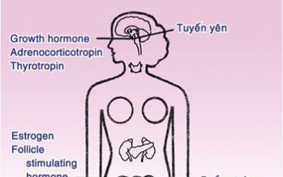 Giải mã bí ẩn về hormone nữ giới