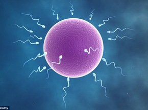 Chất lượng tinh trùng giảm sút vào mùa hè