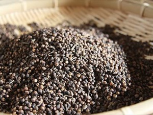 Nụ vối - Giảm cân, giảm mỡ máu, trị tiểu đường