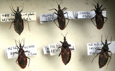 5 khuyến cáo phòng ngừa bọ xít hút máu