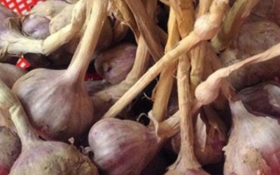 Phân biệt tỏi Đà Lạt và tỏi Trung Quốc