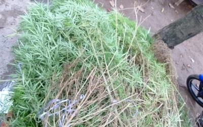 Trồng cần sa trong khu dân cư ở Sài Gòn