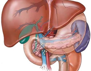 Nguy cơ khó lường từ gan nhiễm mỡ