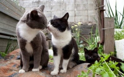 Hòn đảo có mèo nhiều hơn người ở Nhật Bản