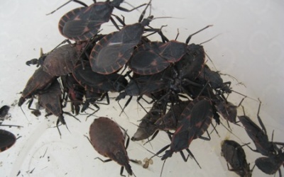 Ngộ độc do ăn bọ xít đen, hơn 20 người phải đi cấp cứu