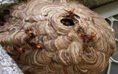 Một người bị ong đốt nguy kịch đến tính mạng