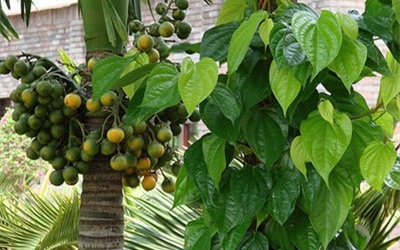 Những loại 'Viagra' tự nhiên dễ kiếm