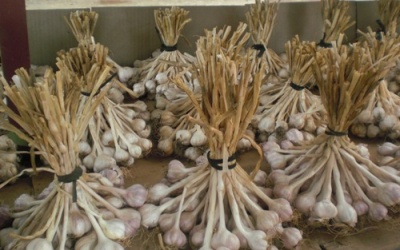 Khử mùi hôi miệng do tỏi bằng thực phẩm