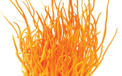 Đông trùng hạ thảo - từ truyền thuyết đến thực tế