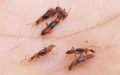 Bọ đậu đen và kiến ba khoang gây lo lắng ở Kon Tum, Bến Tre