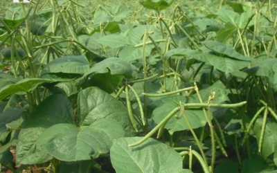 Chữa khỏi bệnh gout đơn giản theo cách của người Tày