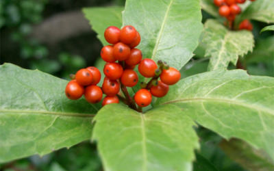 Bài thuốc chữa bệnh từ cây sói rừng