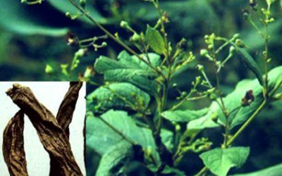 Chữa bệnh tay chân miệng bằng Đông y