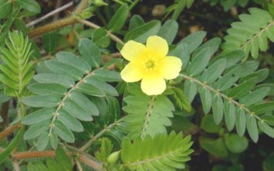 Thảo dược tăng độ cương cứng hơn cả Viagra có nhiều ở Việt Nam