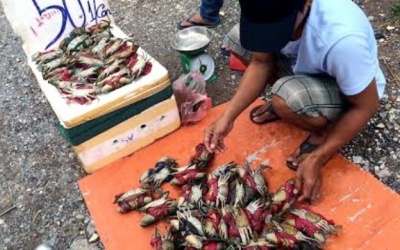 Cua biển 50 nghìn/con tràn ngập thị trường là hàng Trung Quốc?