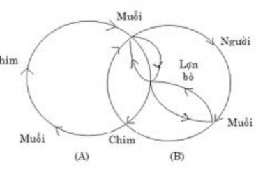 Viêm não Nhật Bản tấn công cả người lớn