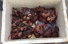 Sự thật cua biển siêu rẻ trên lề đường Hà Nội