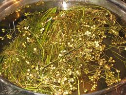 Trẻ nhiễm khuẩn da do tắm lá sai cách