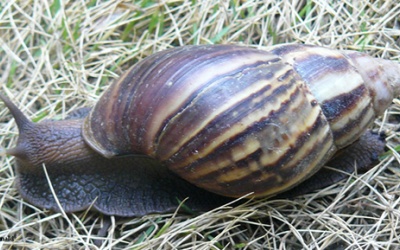 Viêm màng não do ăn ốc sên (ốc ma)