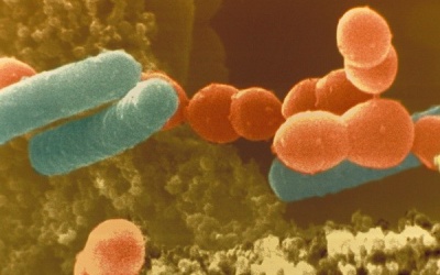 Phát hiện thêm nhiều loại vi khuẩn có lợi trong đường ruột